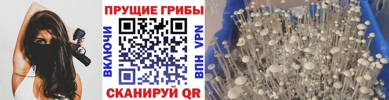 Псилоцибиновые грибы GOLDEN TEACHER  Александровское 